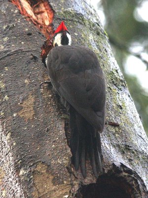 Pileated Woodpecker  281