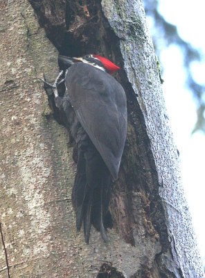 Pileated Woodpecker  281
