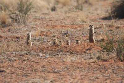 meerkat familie