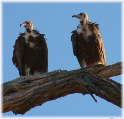 Monnikaasvol (Hooded Vulture)