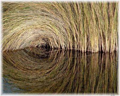Reeds reflection