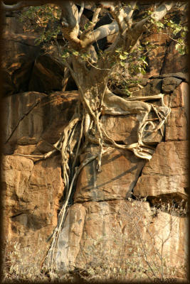 Rock climbing