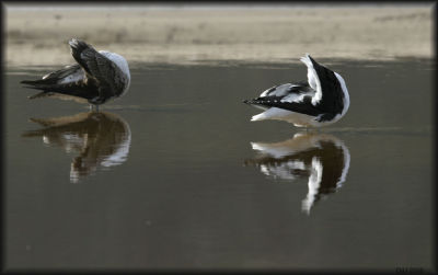 Kelp Gulls Bathing