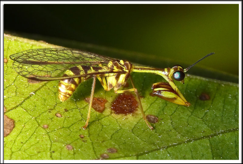 Wasp Mantis2.jpg