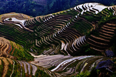 _M6F0123 Longji Rice Terraces.jpg