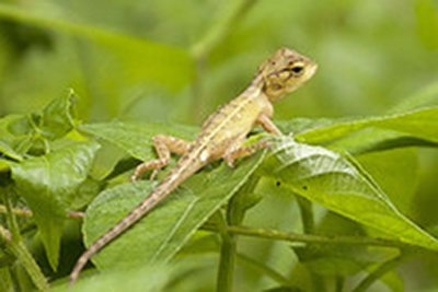 Lizard cropped.jpg