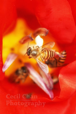 Sentosa Bee sml.jpg