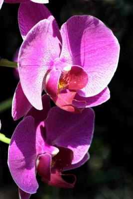 Orchid Garden 13.jpg