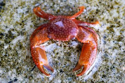 IMG_0556 Tiny Sea Crab.jpg
