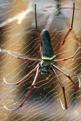 IMG_0442 Spider Top View.jpg