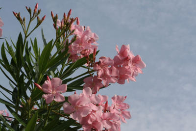 IMG_0331 Flower Oleander.jpg