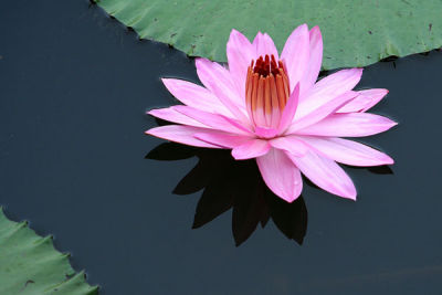 01 Water Lily.jpg