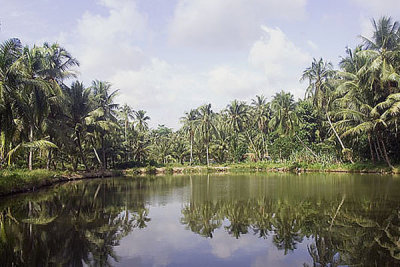 Pulau Ubin Pond2.jpg