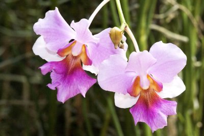 Orchid Garden 06.jpg