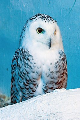 Owl1.jpg