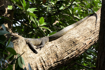 Lizard-in-tree2.jpg