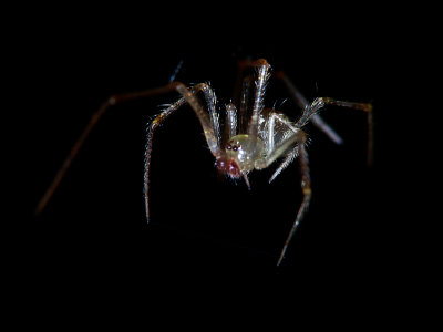 Male Smiley Spider?.jpg