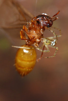 Wrapping up Flying Ant02.jpg
