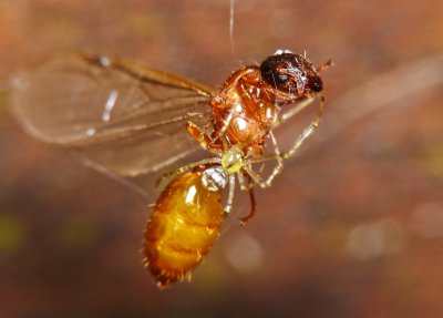 Wrapping up Flying Ant03.jpg