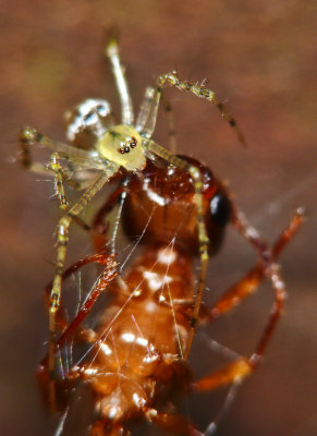 Wrapping up Flying Ant04.jpg