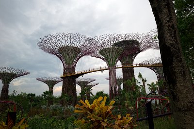Supertree Grove- Gardens by the Bay, Singapore