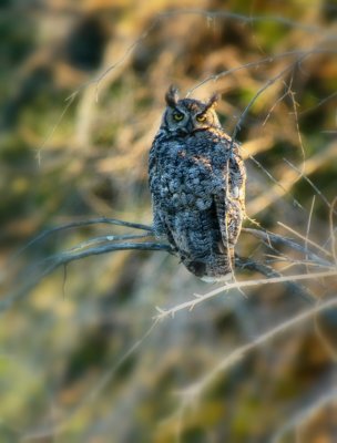 Old Hooty   