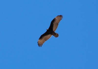 Soaring above   