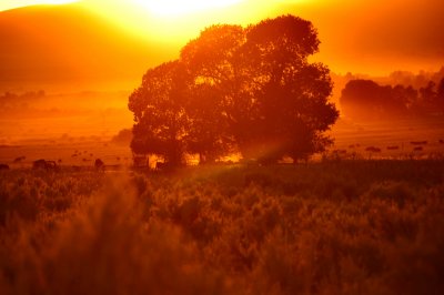 The prairie on fire