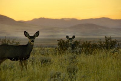 Muley deer...   