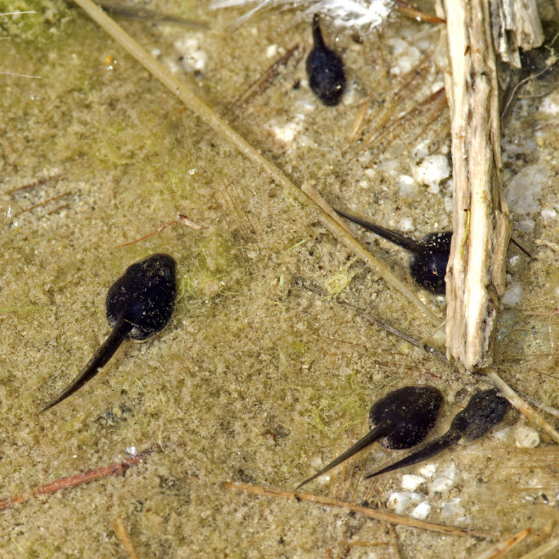 Tadpoles in Bridge Canyon spring pool IMGP0929.jpg