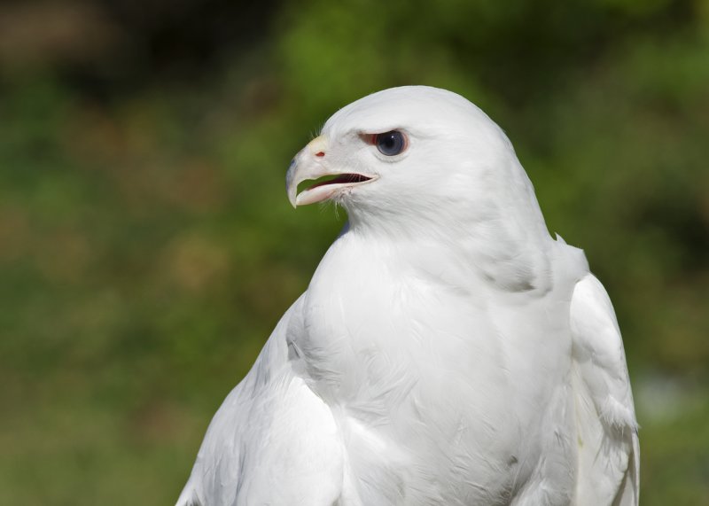 Leucistic Red-tailed Hawk IMGP2141.jpg