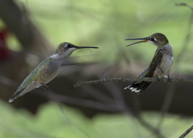 Dueling Immature Ruby-throated Hummingbirds IMGP8617.jpg
