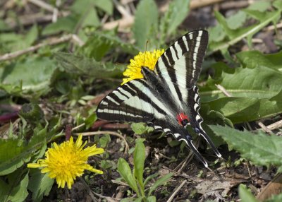 Zebra Swallowtail feeding on a dandelion bloom IMGP0076.jpg