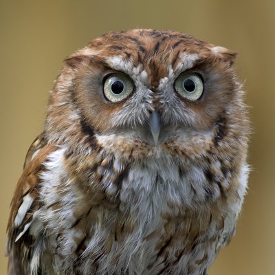Eastern Screech Owl - Brown Phase - Raptors Inc IMGP0188.jpg