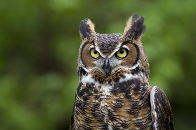 Great Horned - Raptors Inc IMGP0130.jpg