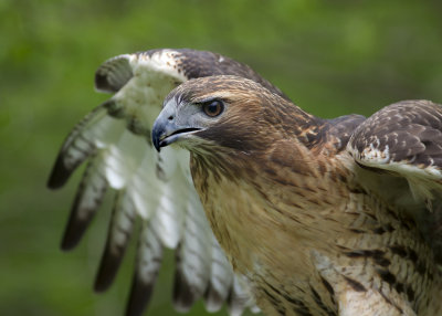 Red-Tailed Hawk - Raptor Inc a IMGP0381.jpg