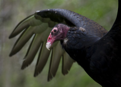 Turkey Vulture - Raptor Inc a  IMGP0289.jpg