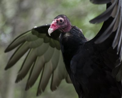 Turkey Vulture - Raptor Inc a IMGP0279.jpg