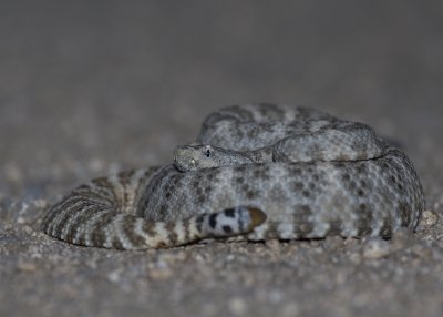 Panamint Rattlesnake IMGP1196.jpg