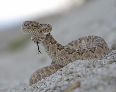 Western Diamondback Rattlesnake IMGP1155.jpg