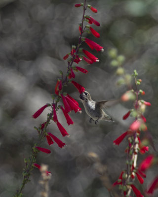 Costas Hummingbird and Penstemon eatonii IMGP0865.jpg