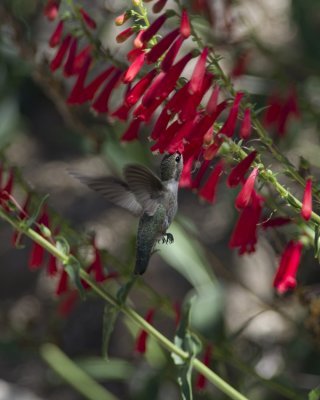 Costas Hummingbird and Penstemon eatonii a IMGP0884.jpg