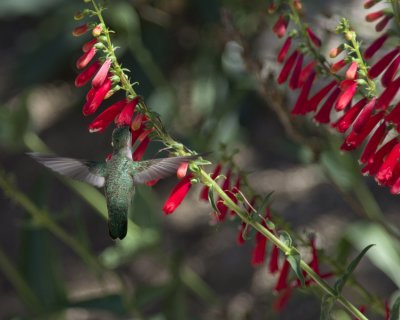 Costas Hummingbird and penstemon eatonii a IMGP0882.jpg