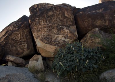 Petroglyphs and Datura IMGP1017.jpg