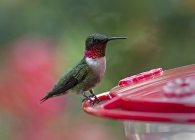 Brilliant Male Ruby-throated Hummingbird IMGP1322.jpg