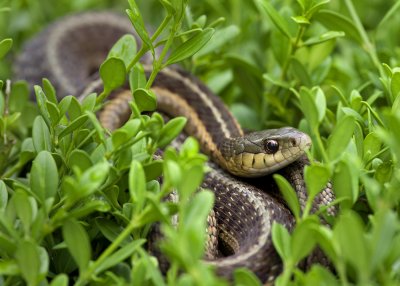 Garter Snake at Wegerzyn Gardens IMGP1282.jpg