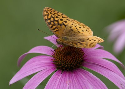 Great Spangled Fritillary IMGP2134.jpg