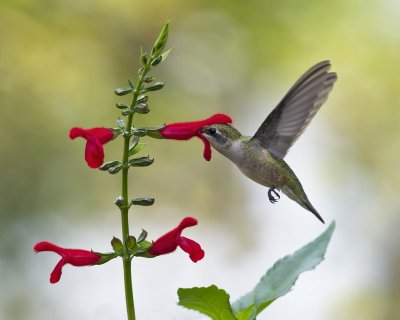 2011 Hummingbirds - Salvias