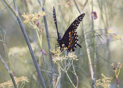 Black Swallowtail ovipositing on fennel IMGP4066.jpg