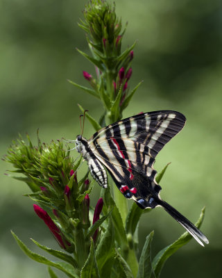 Zebra Swallowtail IMGP4302.jpg